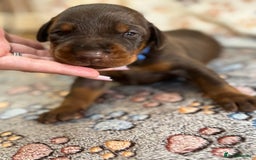Dobermann dogs for sale: Doberman Puppies For Sale  - Image 4