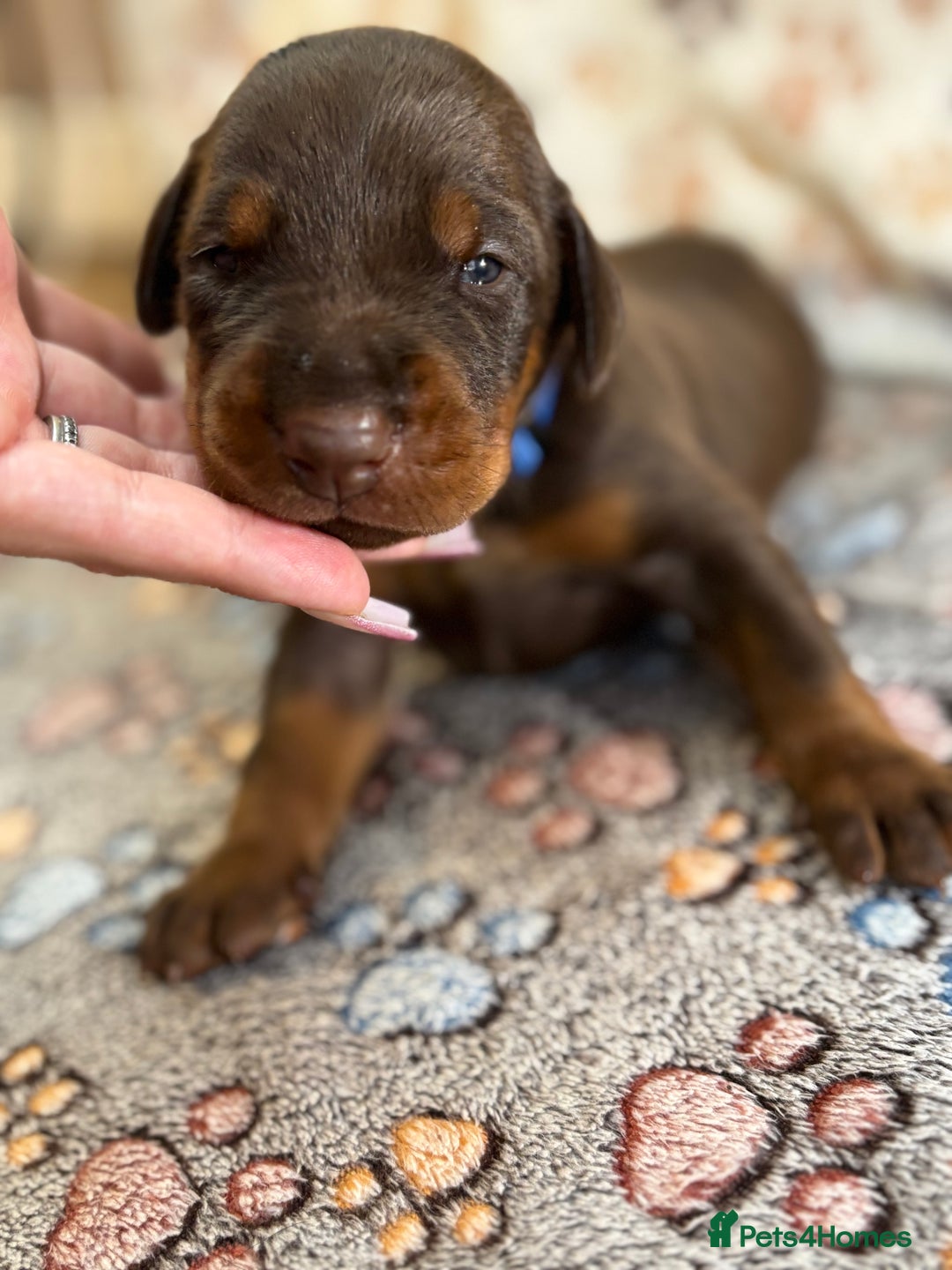 Dobermann dogs for sale: Doberman Puppies For Sale  - Image 4