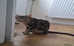 Mixed Breed cats for sale: 2 female cats  - Image 3