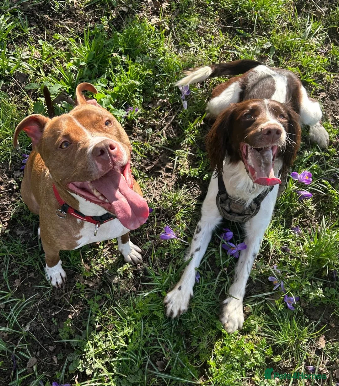 Mixed Breed dogs for sale: Spinger spaniel X Staffordshire bull terrier - Advert 2