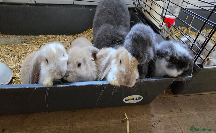 French Lop rabbits - Advert 1