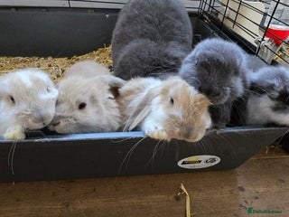 French Lop rabbits - Advert 3