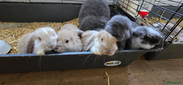 French Lop rabbits - Advert 1