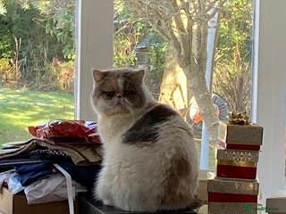 Exotic cats https://www.pets4homes.co.uk/ - Advert 3