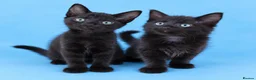 Mixed Breed cats for sale: Male and Female  in London - Advert 1