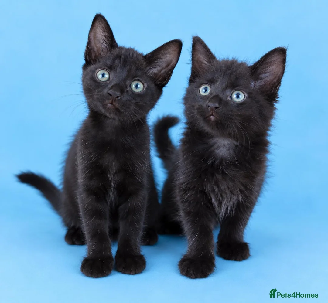 Mixed Breed cats for sale: Male and Female  in London - Advert 1