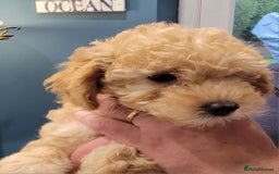 Maltipoo dogs for sale: F1b Maltipoo.   Ready to leave now  - Image 32