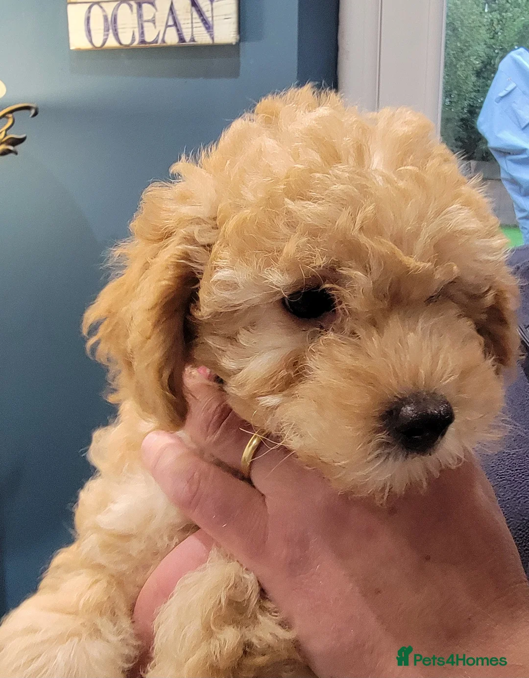 Maltipoo dogs for sale: F1b Maltipoo.   Ready to leave now  - Advert 32