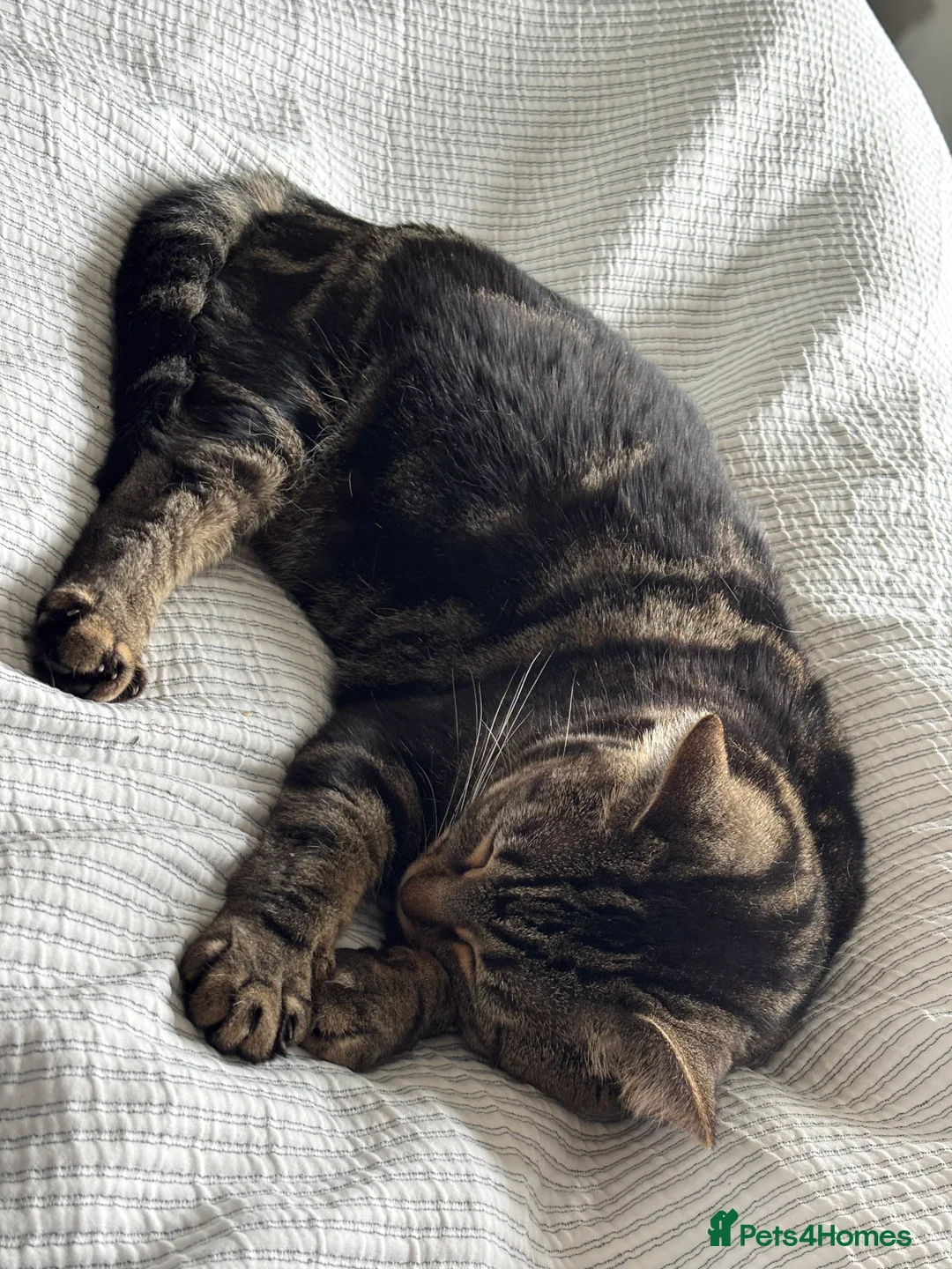 Mixed Breed cats for sale: Meet Bella - Looking for her Forever Loving Home - Advert 2