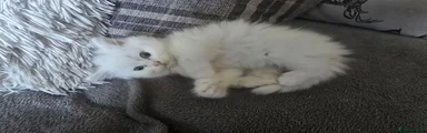 British Shorthair 1