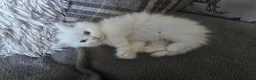 British Shorthair cats for sale: Beautiful kittens  - Advert 2