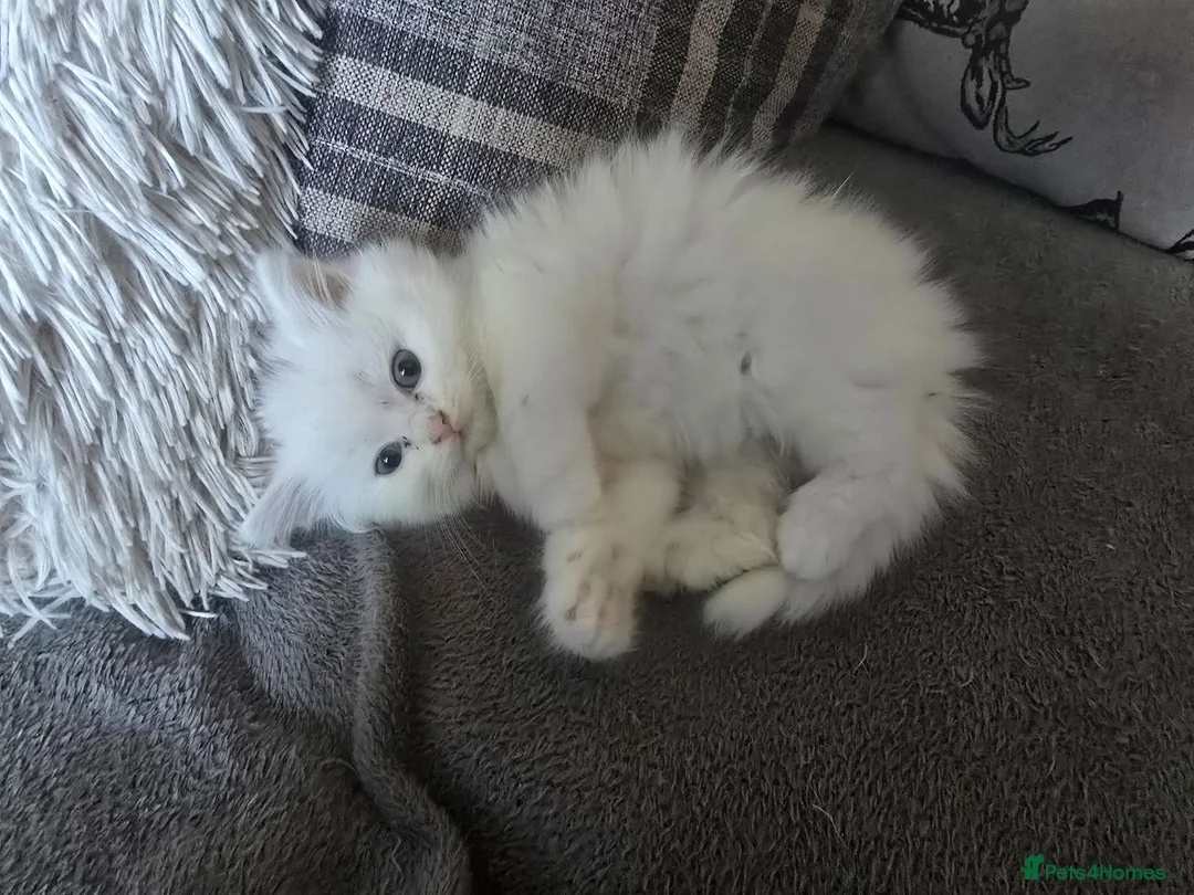 British Shorthair cats for sale: Beautiful kittens  - Advert 2