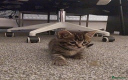 European cats for sale: Four Gorgeous Kittens Looking for Forever Homes - Image 8