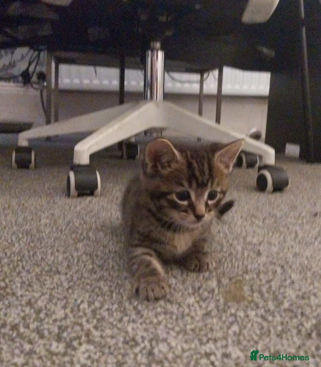 European cats for sale: Four Gorgeous Kittens Looking for Forever Homes - Image 8