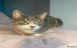 Ragdoll cats for sale: 2 Ragdoll mix fluffy cat  - Image 2