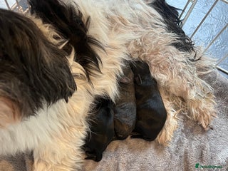 Shihpoo dogs - Advert 1