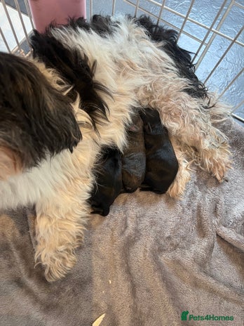 Shihpoo dogs - Advert 1