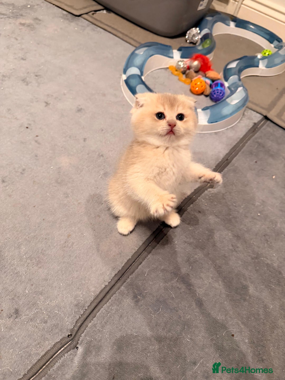 Scottish Fold cats for sale: six purebred Scottish kittens — all female,  - Advert 14