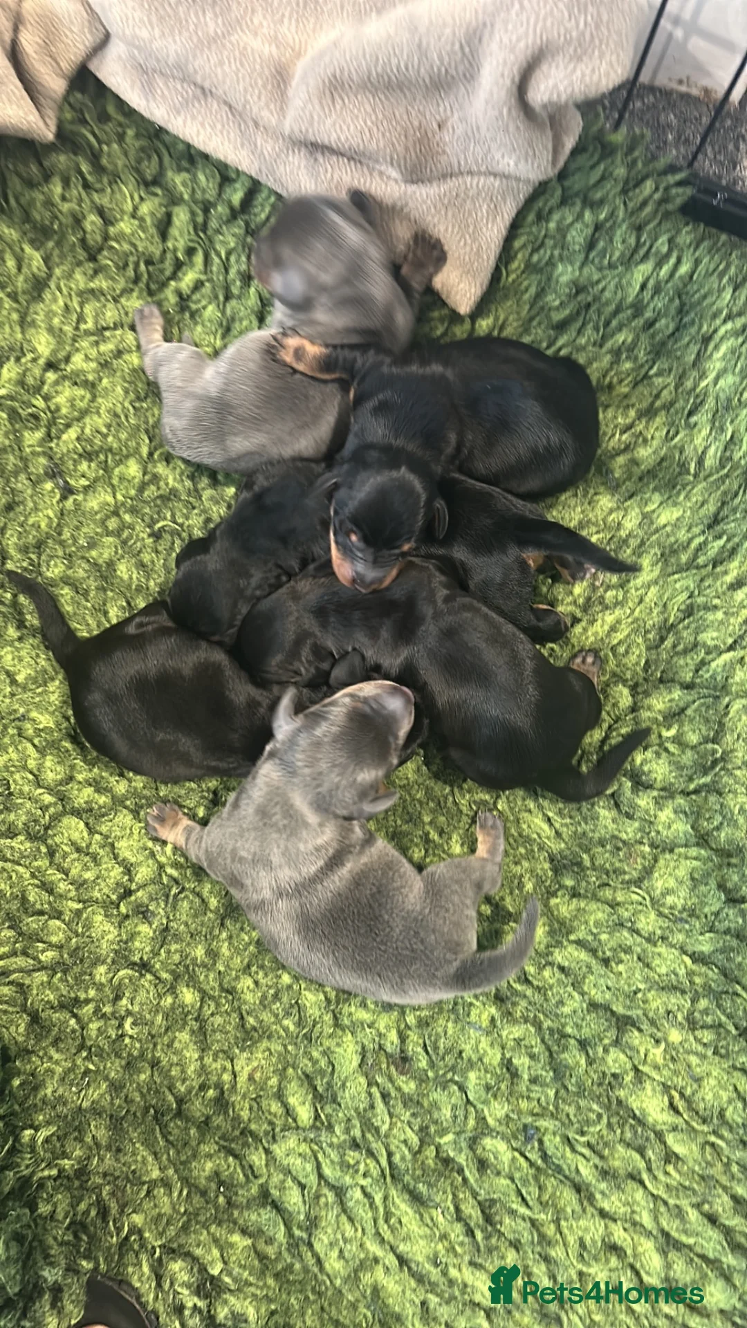 Dachshund dogs for sale: Dashound  in Bridlington - Advert 2