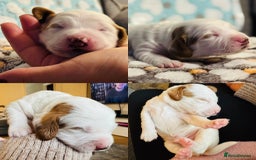 Cockapoo dogs for sale: Gorgeous F2B Cockapoo puppies  - Image 7