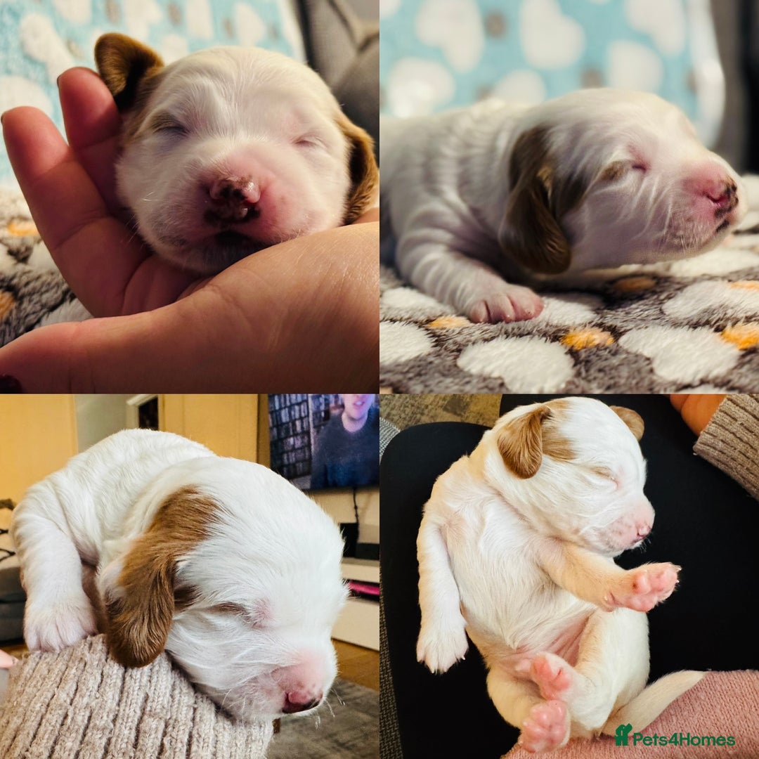 Cockapoo dogs for sale: Gorgeous F2B Cockapoo puppies  - Image 7