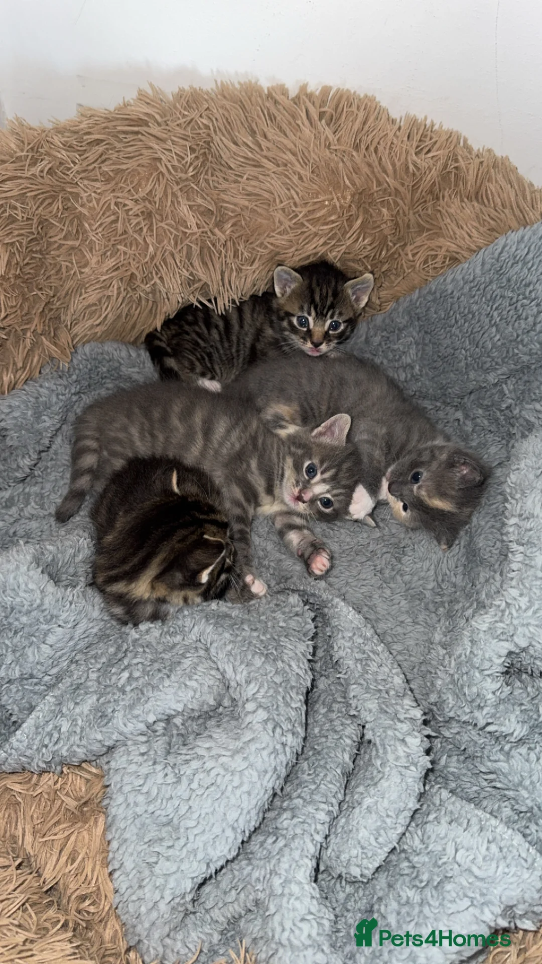 Mixed Breed cats for sale: Beautiful litter of four kittens  in Kinross - Advert 23