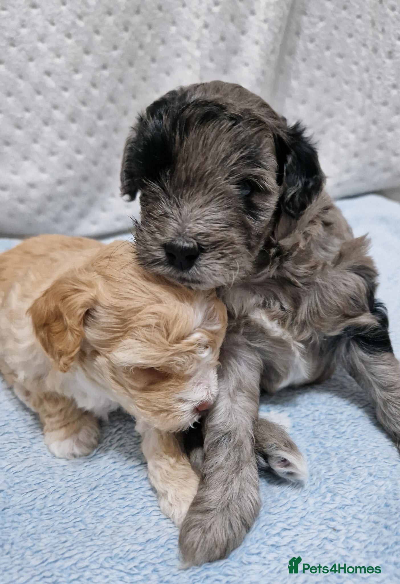 Maltipoo dogs Maltipoo boys for sale Apricot & merle 💙🩵💚 - Advert 9