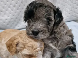 Maltipoo dogs Maltipoo boys for sale Apricot & merle 💙🩵💚 - Advert 4