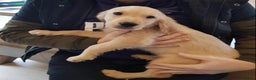 Golden Retriever dogs for stud: Proven Golden retriever - KC registered in Cardiff - Advert 15