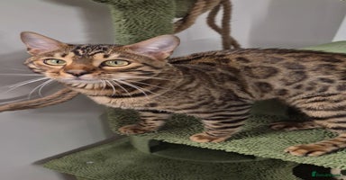 Bengal cats - Advert 2