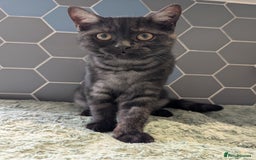 Selkirk Rex cats for sale: 😻 Stunning Selkirk Rex Mix Kittens 😻 - Image 1