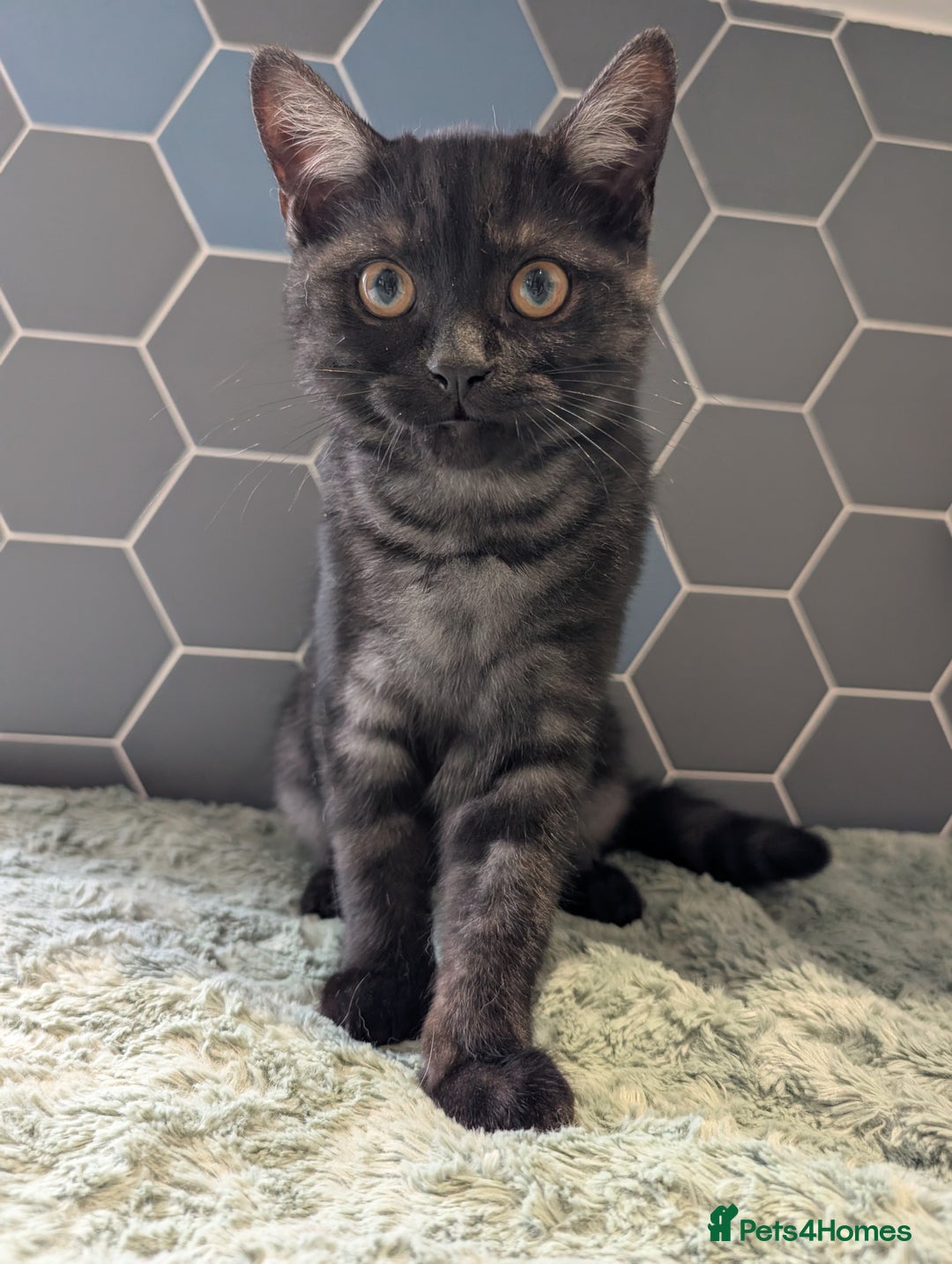 Selkirk Rex cats for sale: 😻 Stunning Selkirk Rex Mix Kittens 😻 - Image 1