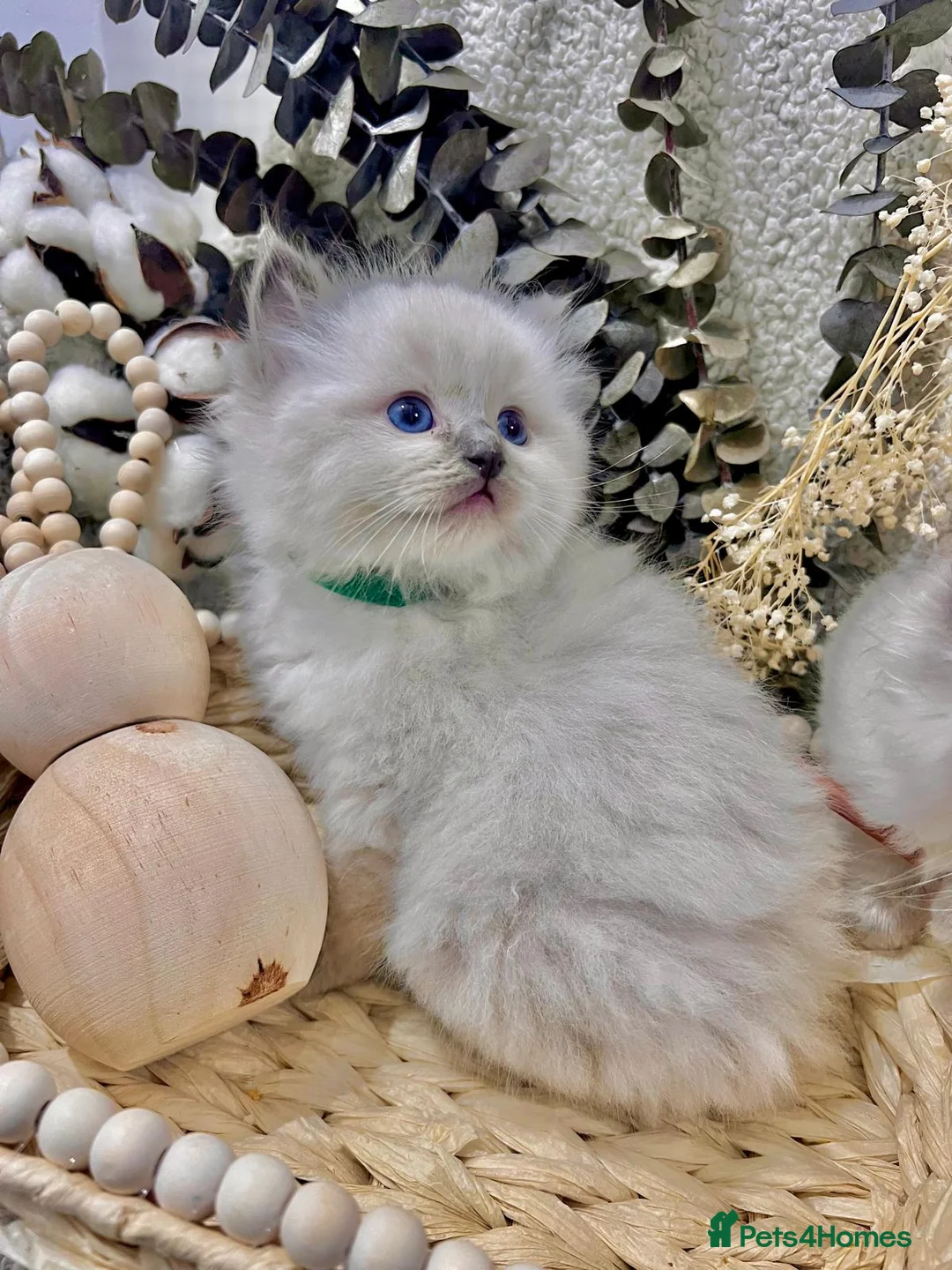 Ragdoll cats for sale: Happy new year Ragdoll lovers!! - Advert 2