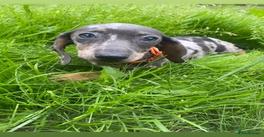Dachshund dogs - Advert 6