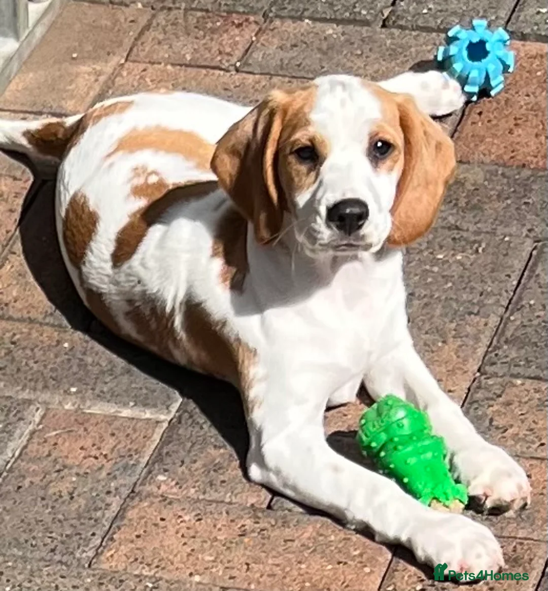 Mixed Breed dogs for sale: 👑 Rare Springlier pups- Licenced Breeder 👑 - Advert 2