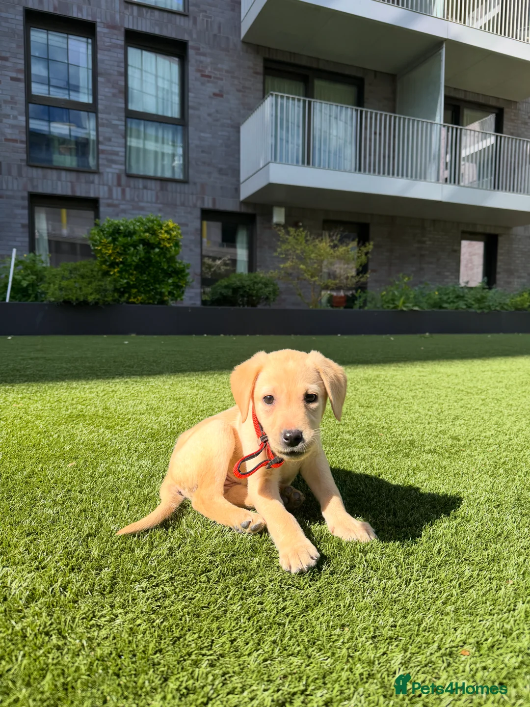 Labrador Retriever dogs for sale: Sweet Labrador Puppy Needs a New Family in Wembley - Advert 1