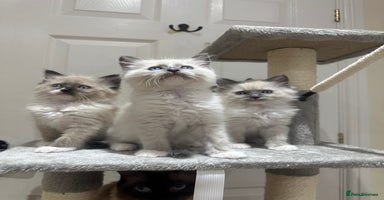 Ragdoll cats GCCF reg parents , pure breed ragdoll kittens 🤍 - Advert 7