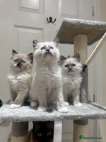 Ragdoll cats GCCF reg parents , pure breed ragdoll kittens 🤍 - Advert 7