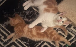 Mixed Breed cats for sale: Looking for forever home - Image 10