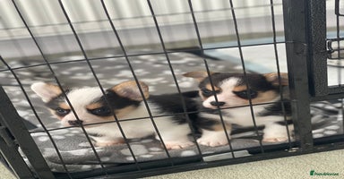 Welsh Corgi Pembroke dogs Beautiful Welsh Corgi Pembroke girls  - Advert 7