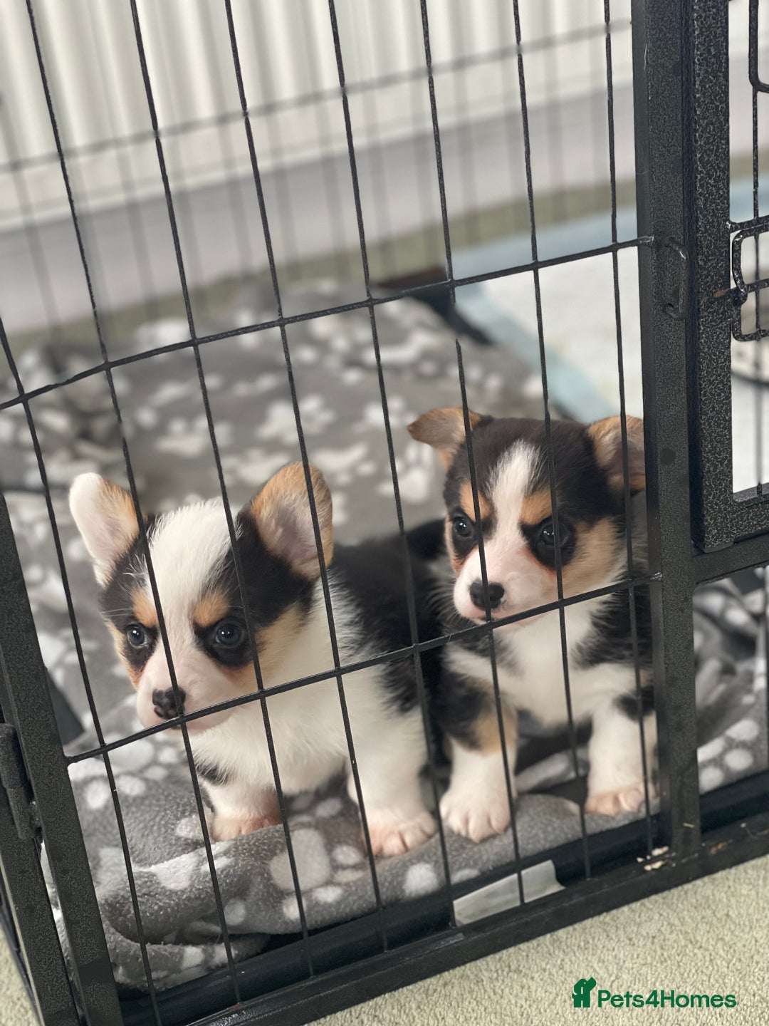 Welsh Corgi Pembroke dogs for sale: Beautiful Welsh Corgi Pembroke girls  - Advert 2