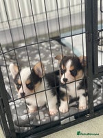 Welsh Corgi Pembroke dogs Beautiful Welsh Corgi Pembroke girls - Advert 3