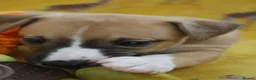 Whippet dogs for sale: Quality KC whippet pups from heart tested psrents in Stoke-on-Trent - Advert 9