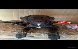 Cane Corso dogs for sale: Cane corso pups 4.5 months old  - Image 1