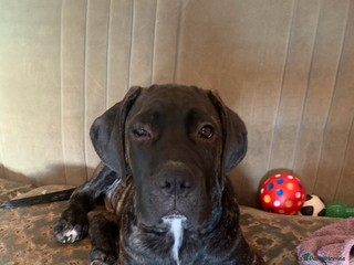Cane Corso dogs - Advert 17