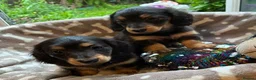 Miniature Dachshund dogs for sale: Two female LH MINI DACHSHUND pups PRA CLEAR ,  - Advert 7