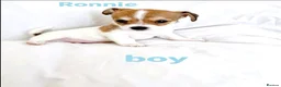 Mixed Breed dogs for sale: 11 Jack Russell x Chihuahua Puppies – 2 Litters - Advert 11