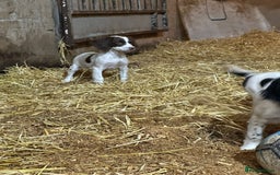 English Springer Spaniel dogs for sale: Springer spaniel pups for sale  - Advert 10