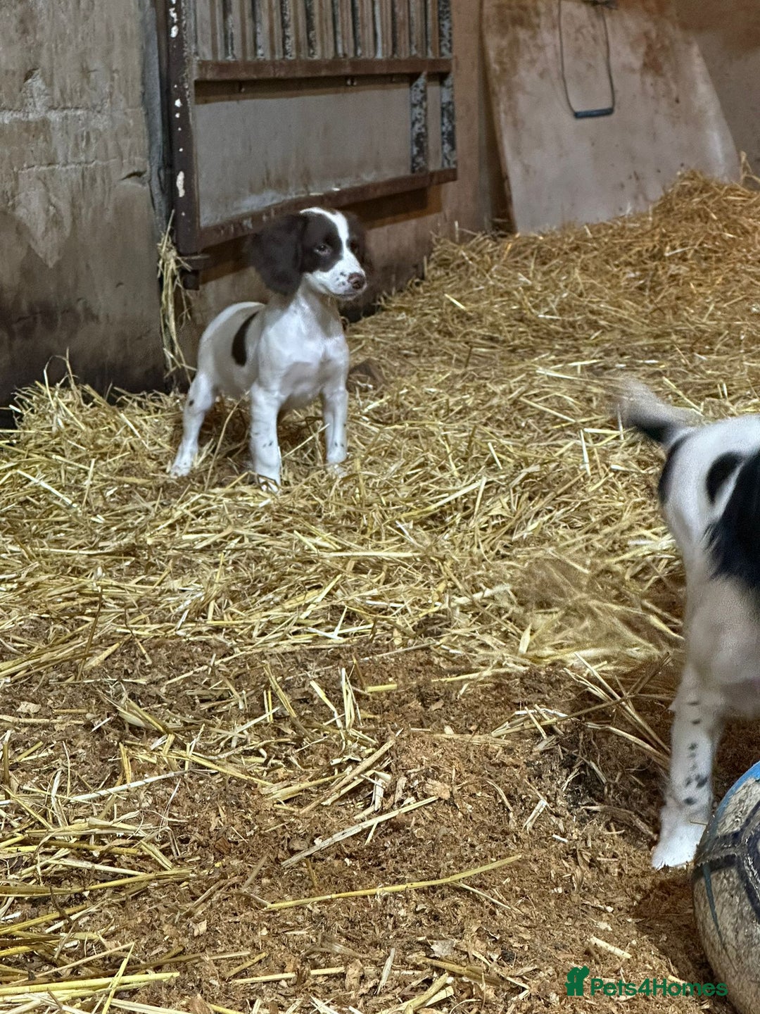 English Springer Spaniel dogs for sale: Springer spaniel pups for sale  - Advert 10
