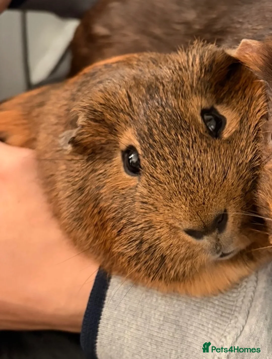 Guinea Pig rodents for sale: Boy Guinea pigs in Leicester - Advert 2
